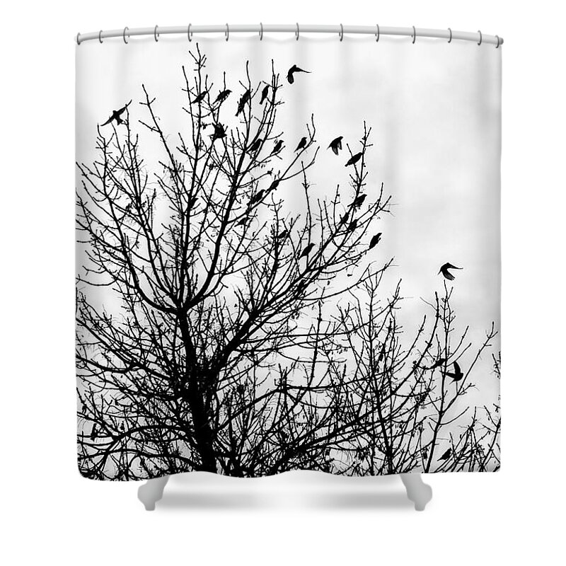 Birds Shower Curtain featuring the photograph Fly Away Birds by Amanda R Wright