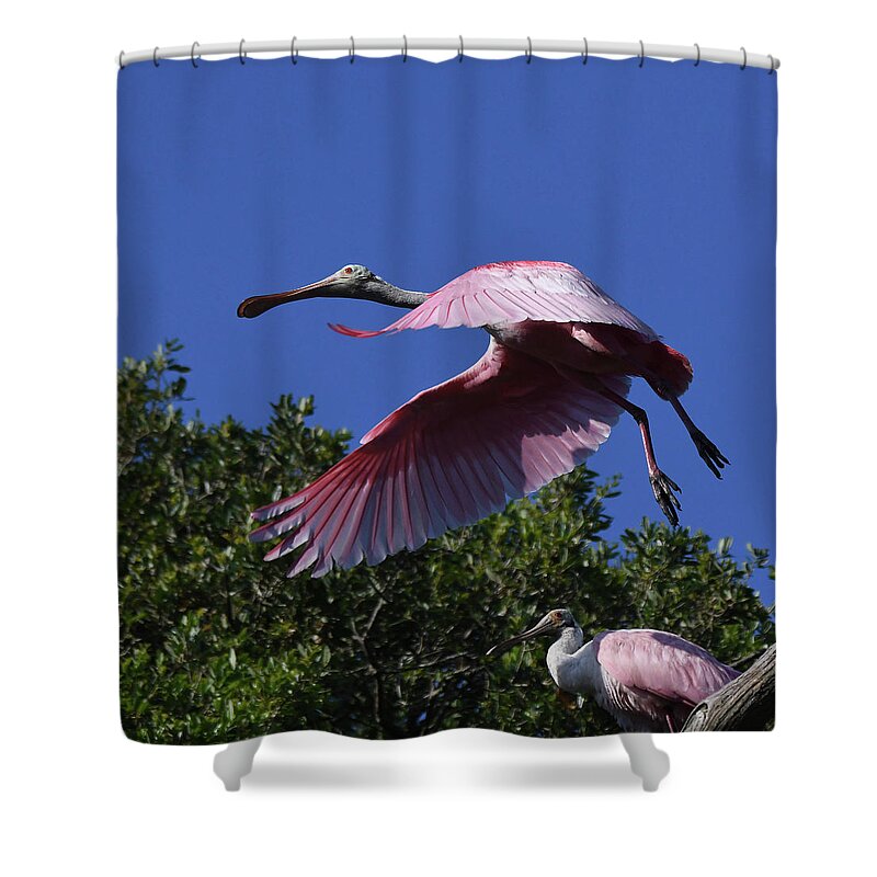 Spoonbill Shower Curtain featuring the painting Fly Away by Deborah Tidwell Artist