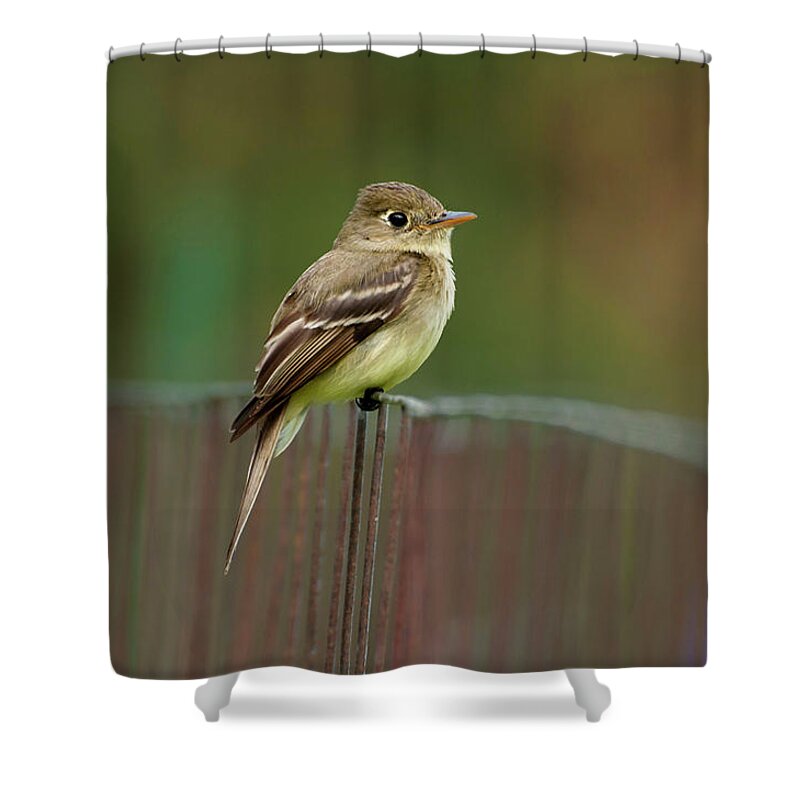 Fly Catcher Shower Curtain featuring the photograph Fly Catcher by Pamela Dunn-Parrish