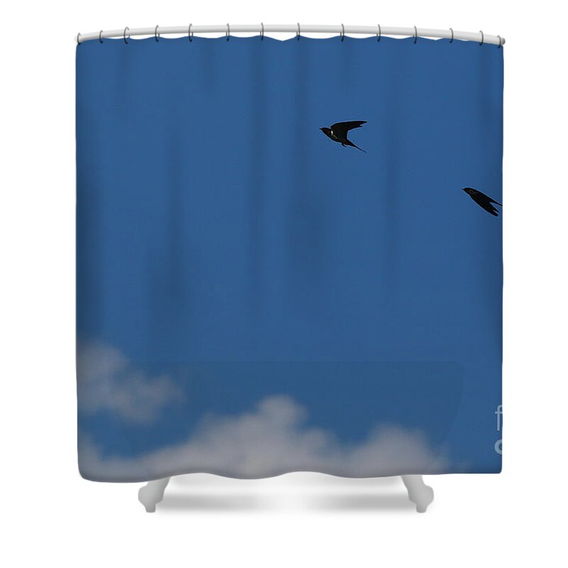 Sparrows Shower Curtain featuring the photograph FLY by fototaker Tony