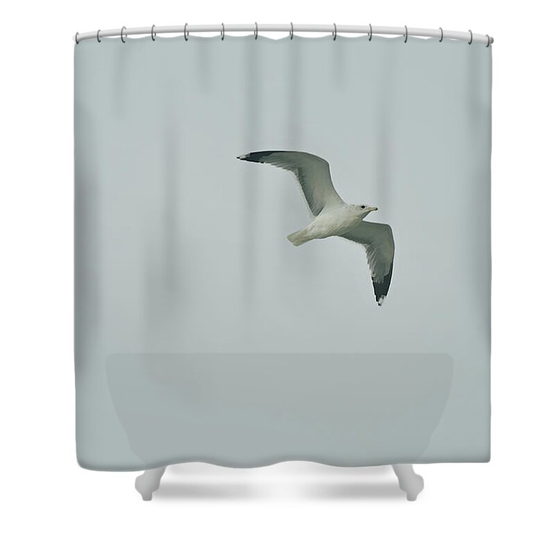 Bird Shower Curtain featuring the digital art Fly Gull by Gaby Ethington