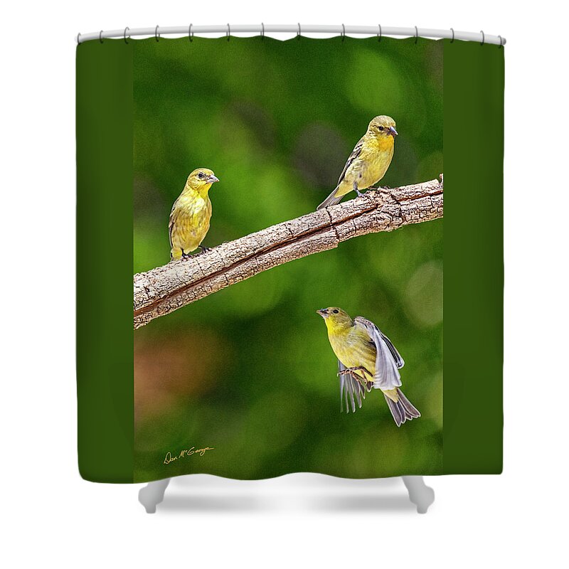 Finches Shower Curtain featuring the photograph Flying Finch by Dan McGeorge