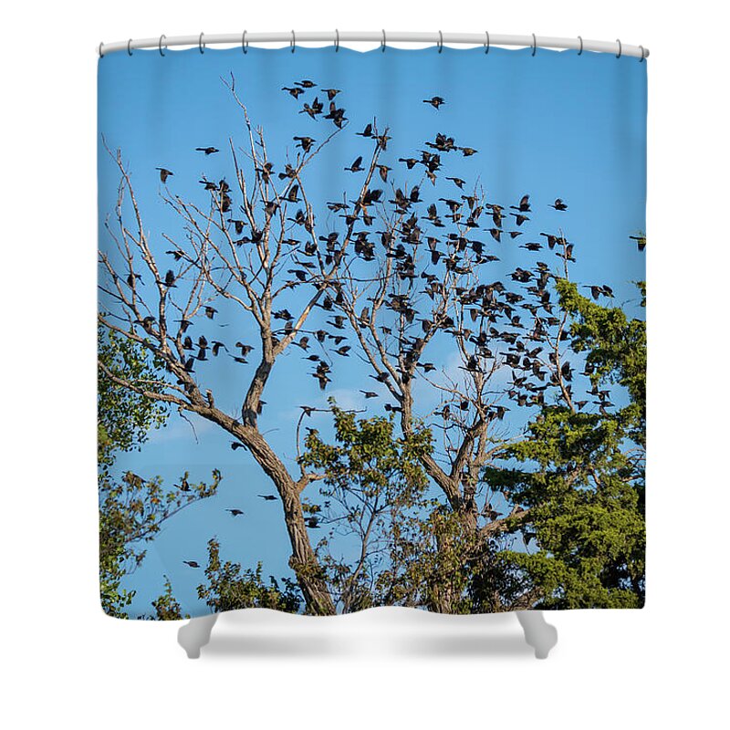 Avian Shower Curtain featuring the photograph Flying Flock of Common Grackles by Debra Martz