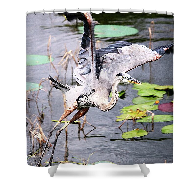 Flying Great Blue Heron Shower Curtain featuring the photograph Flying Great Blue Heron by Philip And Robbie Bracco
