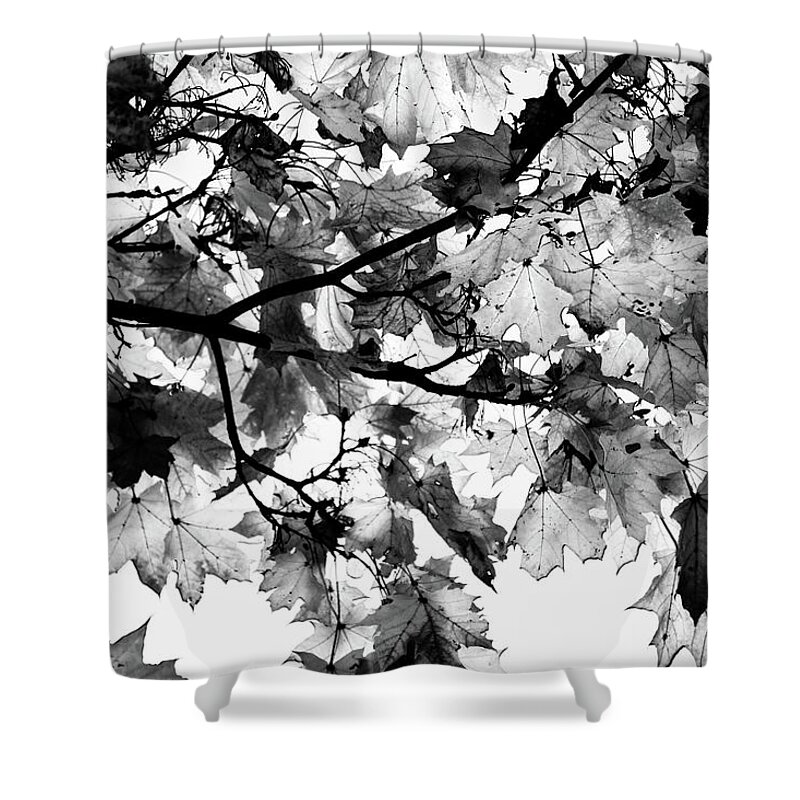 Black Shower Curtain featuring the photograph Forest abstraction by Robert Grac