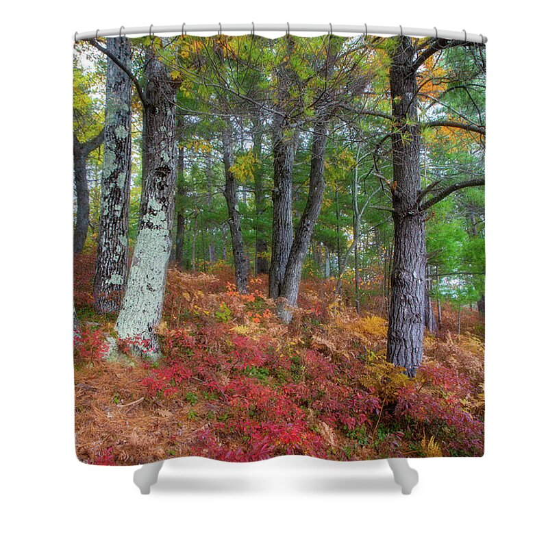 Michigan Shower Curtain featuring the photograph Forest Floor in Autumn by Robert Carter