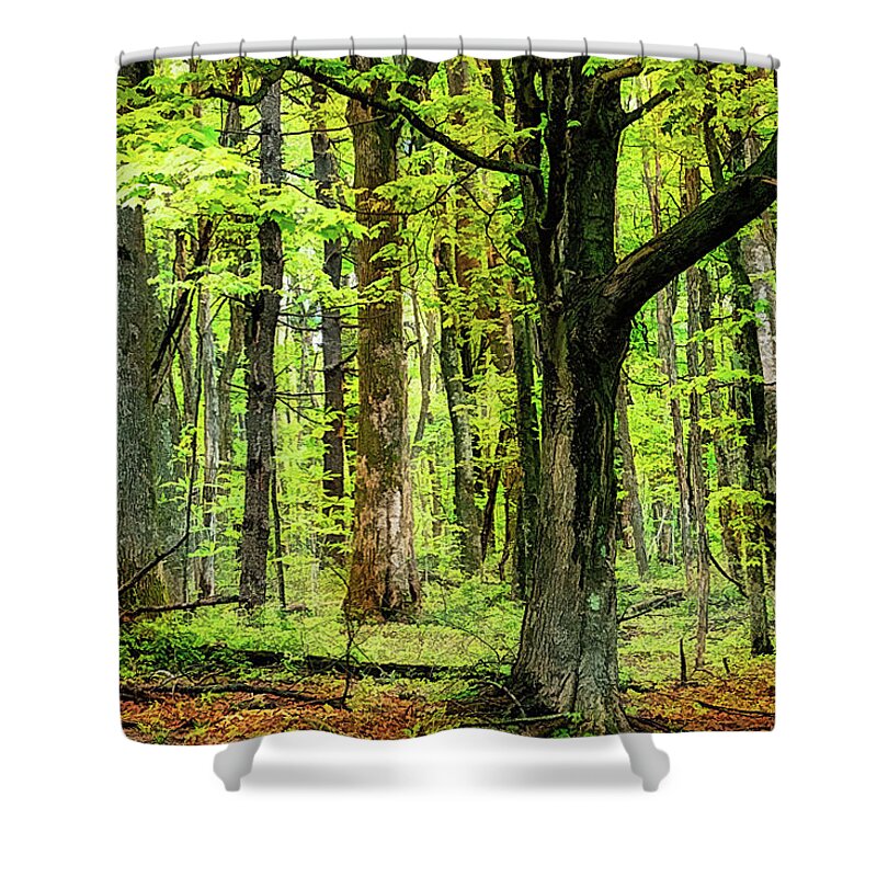 Mountains Shower Curtain featuring the photograph Forest Floor Spring Trees fx 503 by Dan Carmichael