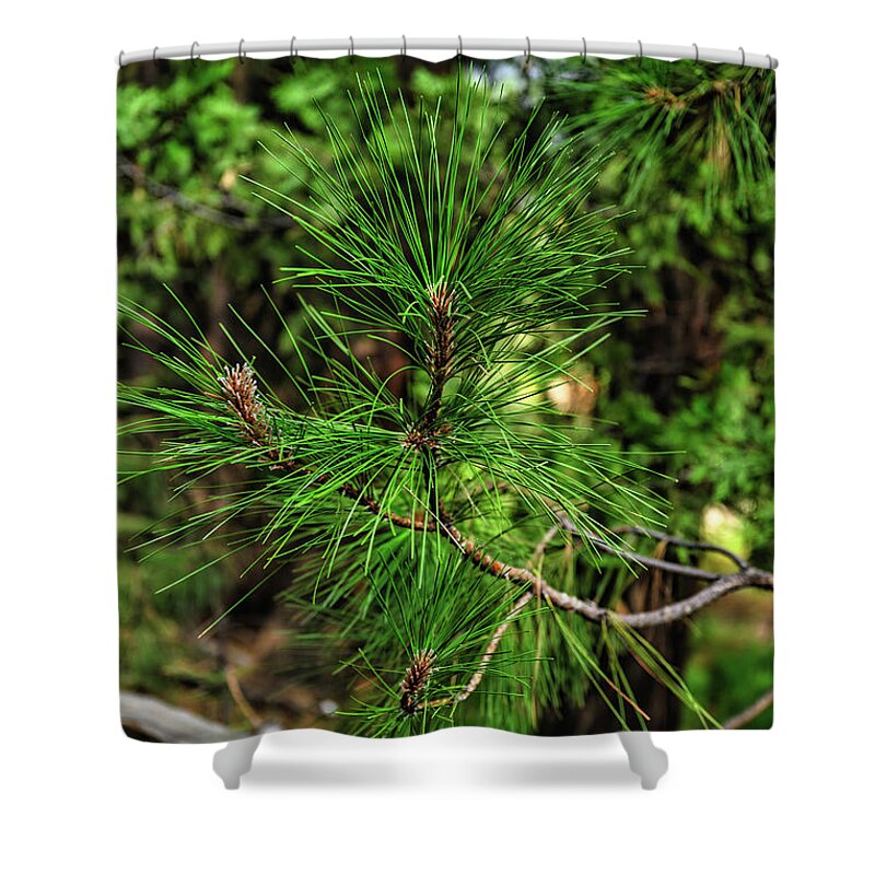 Green Shower Curtain featuring the photograph Forest green pines in Yosemite National Park by Abigail Diane Photography