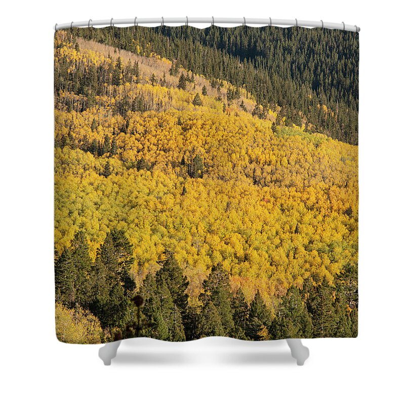 Aspen Vista Trail Shower Curtain featuring the photograph Forests on Aspen Vista Trail by Bob Phillips