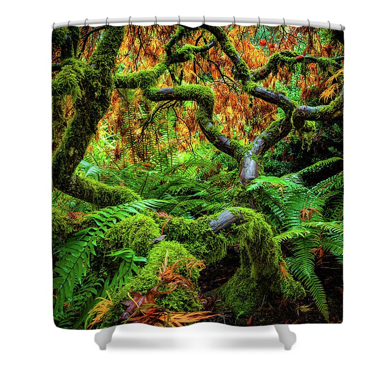 5dsr Shower Curtain featuring the photograph Forever Green by Edgars Erglis