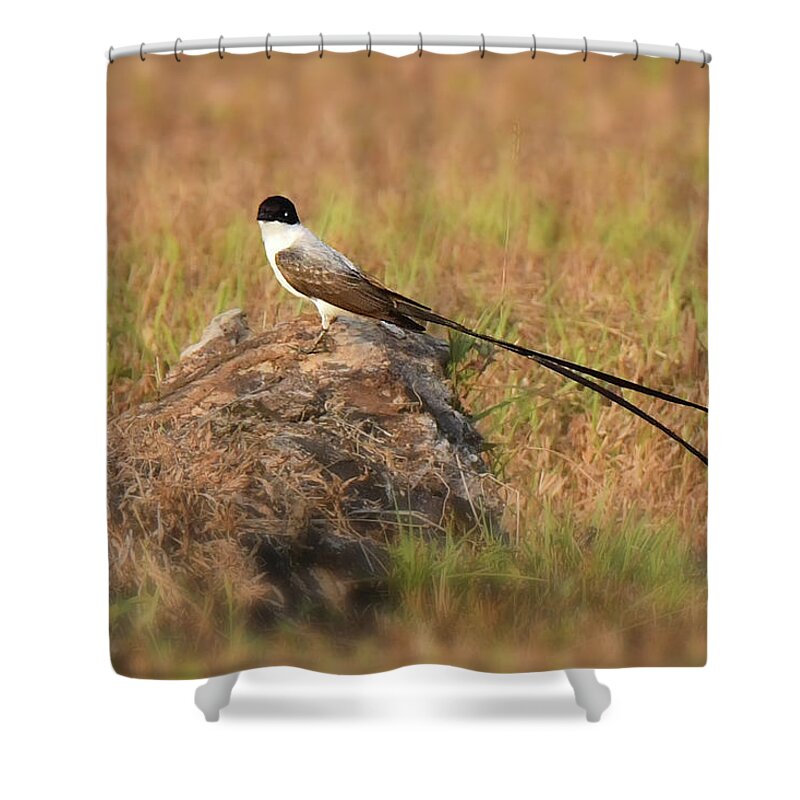 Neo-tropical Birds Shower Curtain featuring the photograph Fork-tailed Flycatcher by Alan Lenk