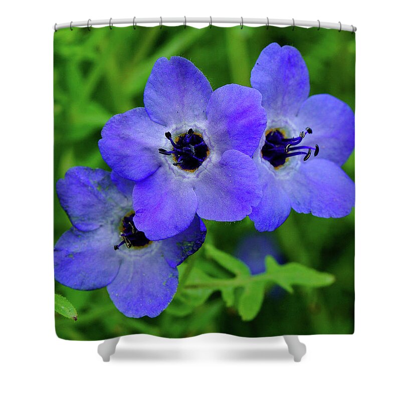 Blue Fiesta Flowers Shower Curtain featuring the photograph Blue Fiesta Flowers #1 by Brett Harvey