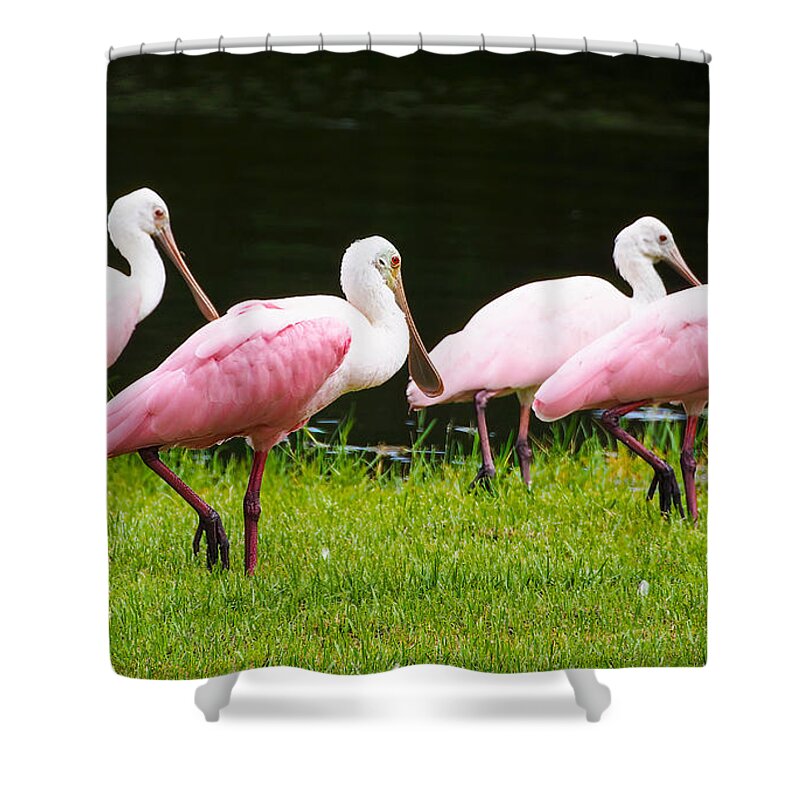 Roseate Spoonbill Shower Curtain featuring the photograph Four Roseate spoonbills by L Bosco