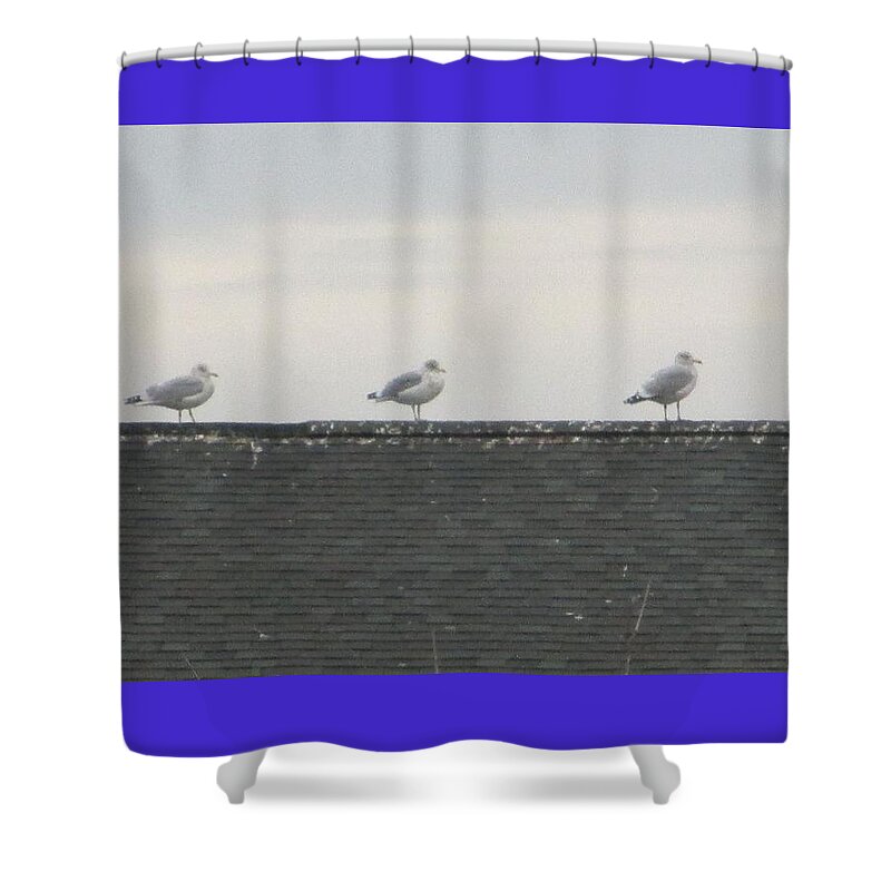 Seagulls Shower Curtain featuring the photograph The Four Seagulls of the Apocalypse by Thomas Dans