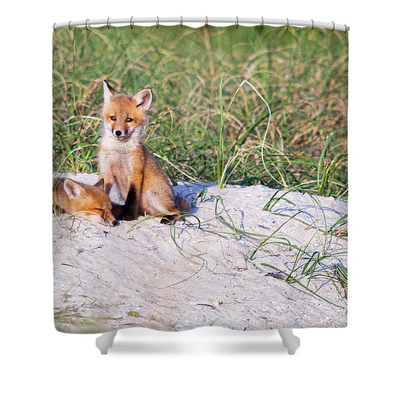 Red Fox Shower Curtain featuring the photograph Fox Kits on the Crystal Coast of North Carolina by Bob Decker
