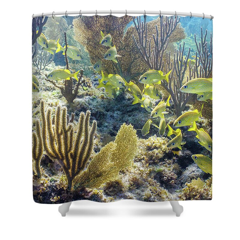 Animals Shower Curtain featuring the photograph French Class by Lynne Browne