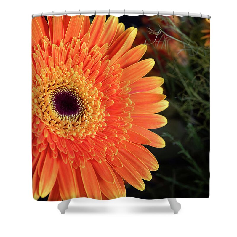 Gerbera Jamesonii Shower Curtain featuring the photograph Fresh blooming Daisy flower  by Michalakis Ppalis