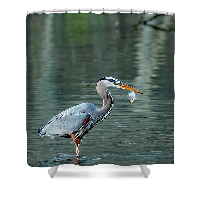Heron Shower Curtain featuring the photograph Fresh Catch by Gina Fitzhugh