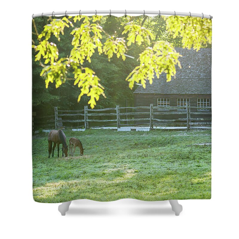Horse Shower Curtain featuring the photograph Fresh June Morning by Rachel Morrison