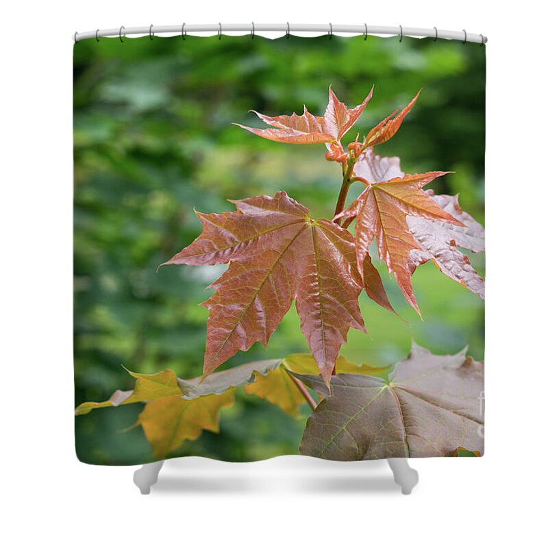 Maple Shower Curtain featuring the photograph Fresh maple leaves by Adriana Mueller