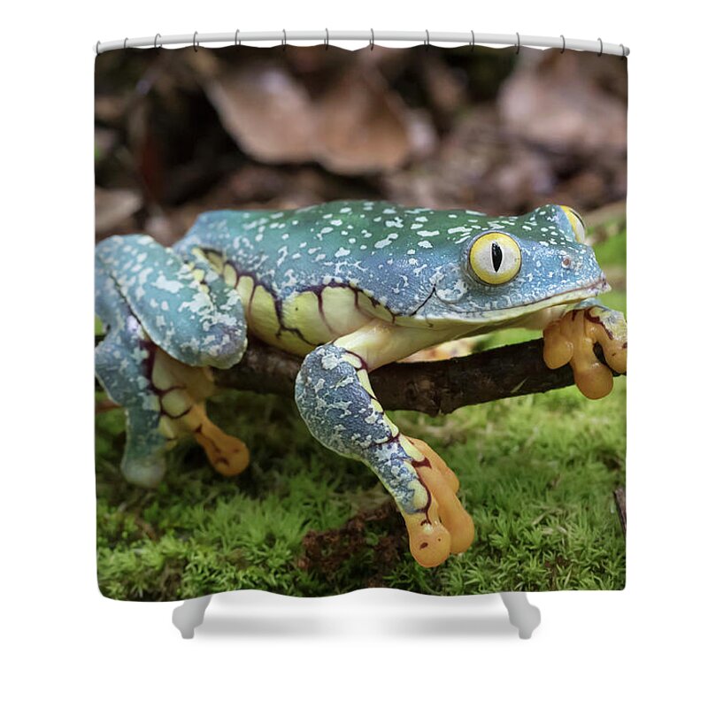Fringed Leaf Frog in Rainforest Shower Curtain