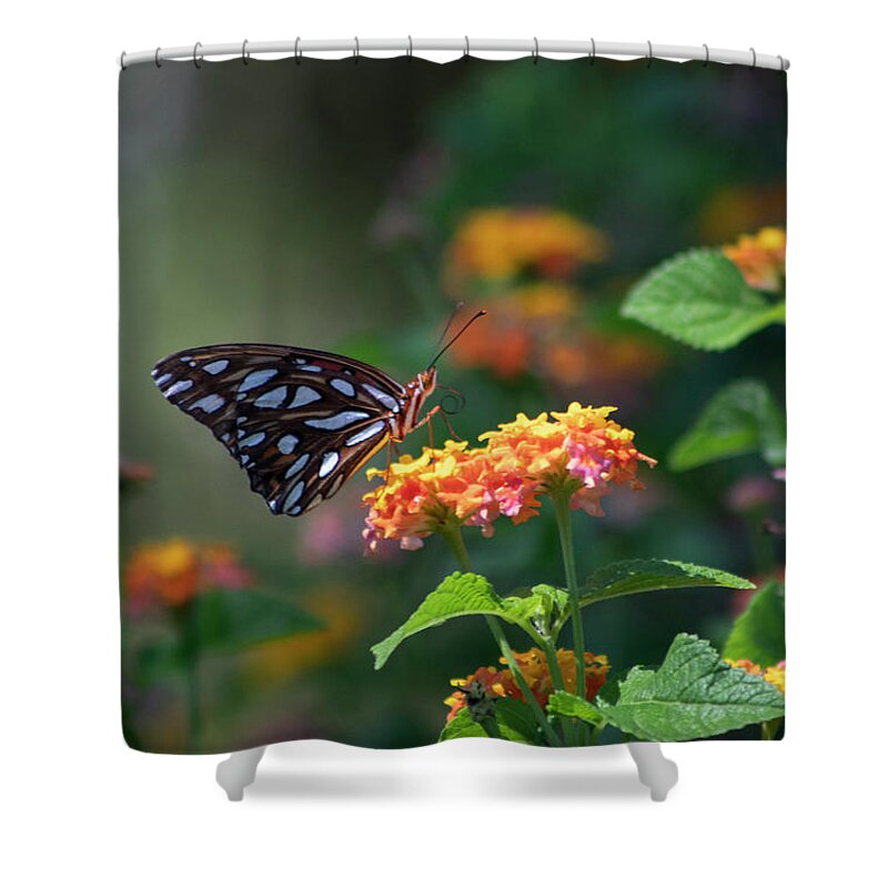 Photograph Shower Curtain featuring the photograph Frittillary Follies by Suzanne Gaff