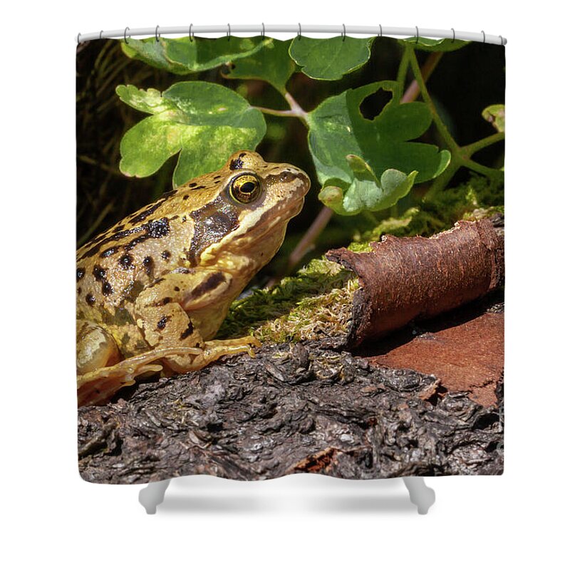 Frog Shower Curtain featuring the photograph Frog on a log close up by Simon Bratt