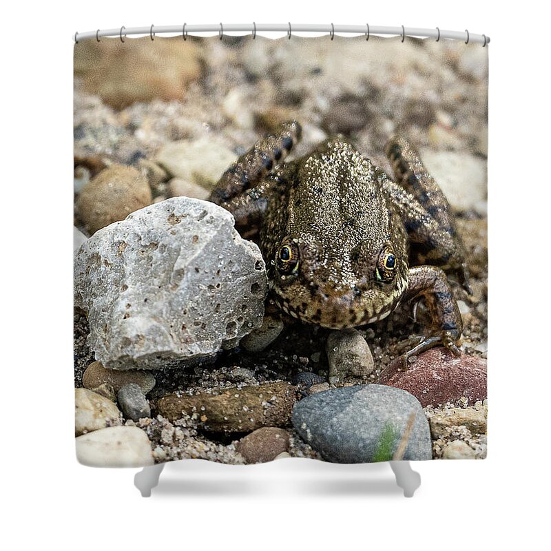 Frog Nature Trail Illinois Beach State Park Shower Curtain featuring the photograph Frog on the Nature Trail - Illinois Beach State Park by David Morehead