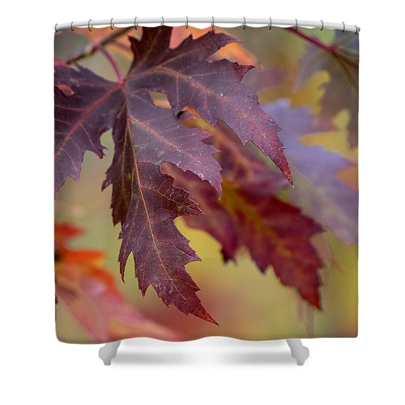 Tree Shower Curtain featuring the photograph From Silver to Maroon by Linda Bonaccorsi
