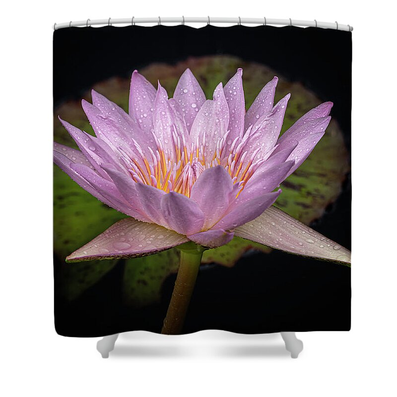 Summer Shower Curtain featuring the photograph Front and back. by Usha Peddamatham