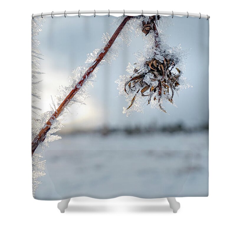 Frost Shower Curtain featuring the photograph Frost On A Winter Annual by Karen Rispin