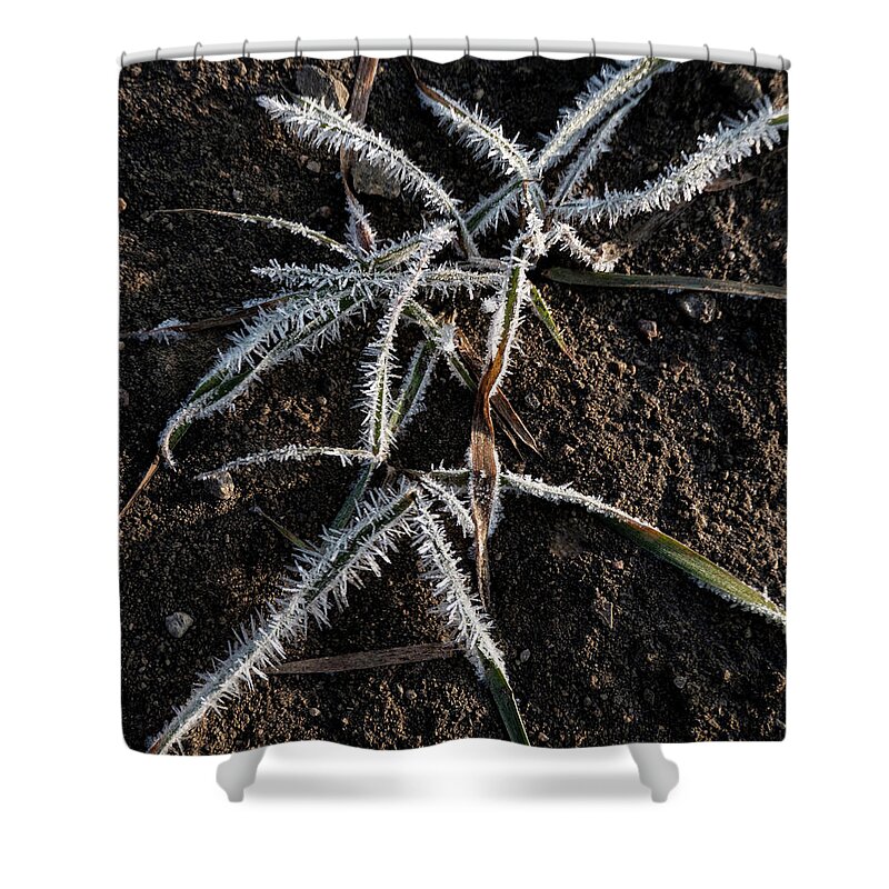 Frost Shower Curtain featuring the photograph Frost On Crabgrass by Karen Rispin