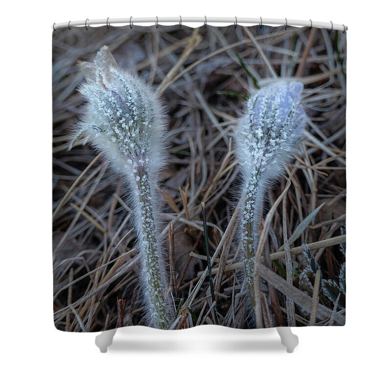 Frost Shower Curtain featuring the photograph Frost on spring pasqueflower by Karen Rispin