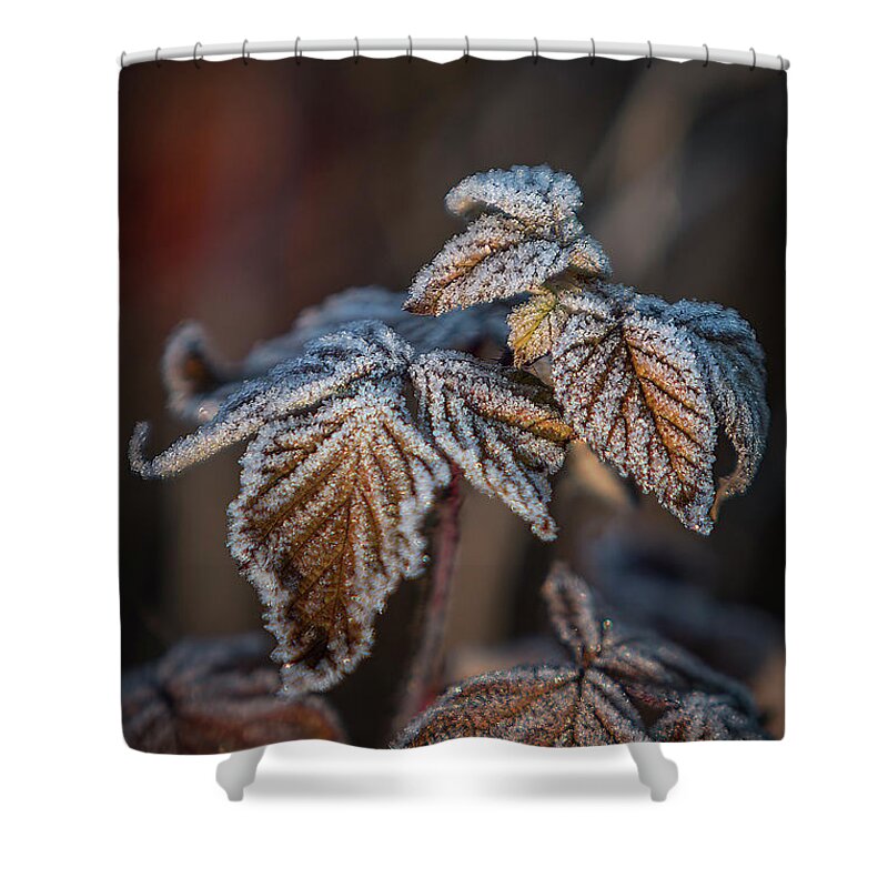 Leaves Shower Curtain featuring the photograph Frosted Bronze Leaves by Patti Deters
