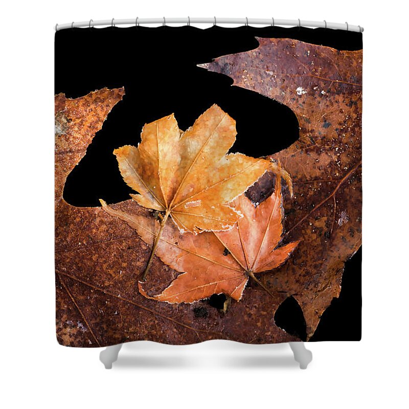 Leaves Shower Curtain featuring the photograph Frosty Leaves Together by Gary Slawsky