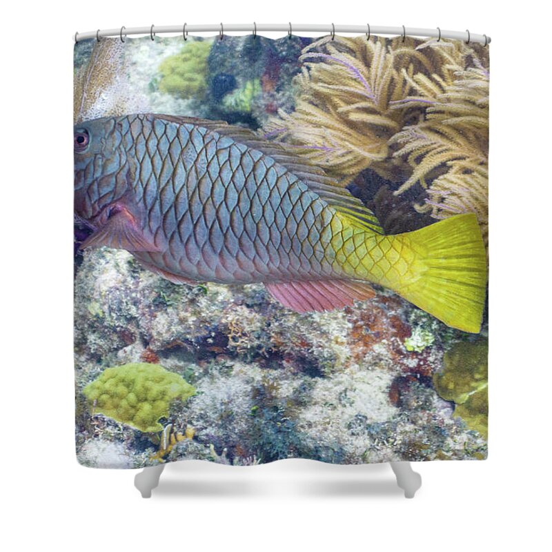 Fish Shower Curtain featuring the photograph Fully Armored by Lynne Browne