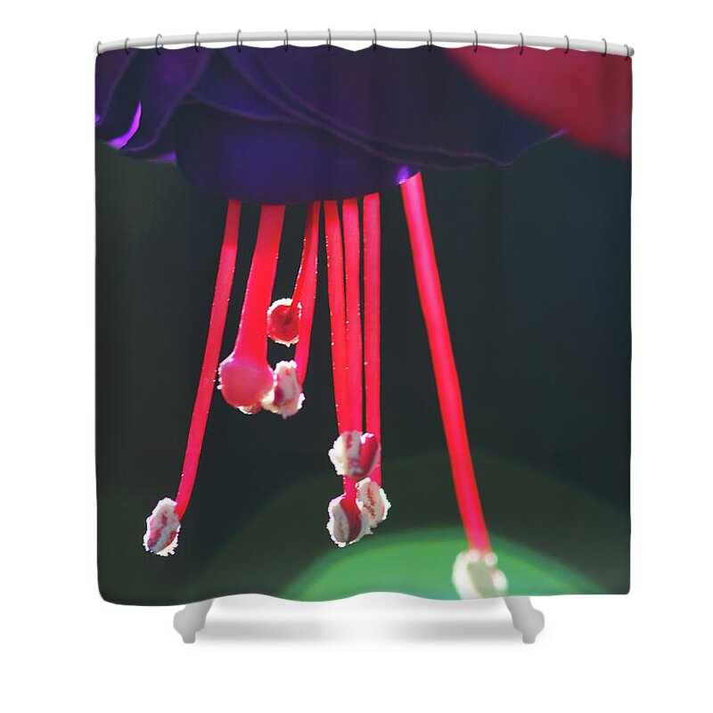 Stephanie Gambini Shower Curtain featuring the photograph Fuchsia #8 by Stephanie Gambini