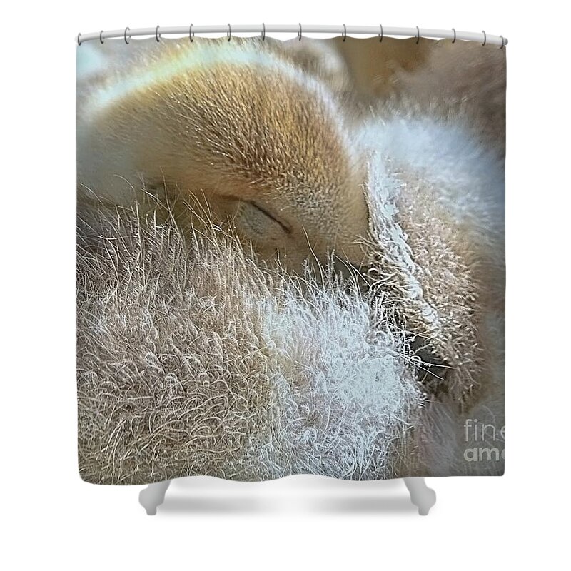 Bird Shower Curtain featuring the photograph Fuzzy Wuzzy Snuggles by Lori Lafargue