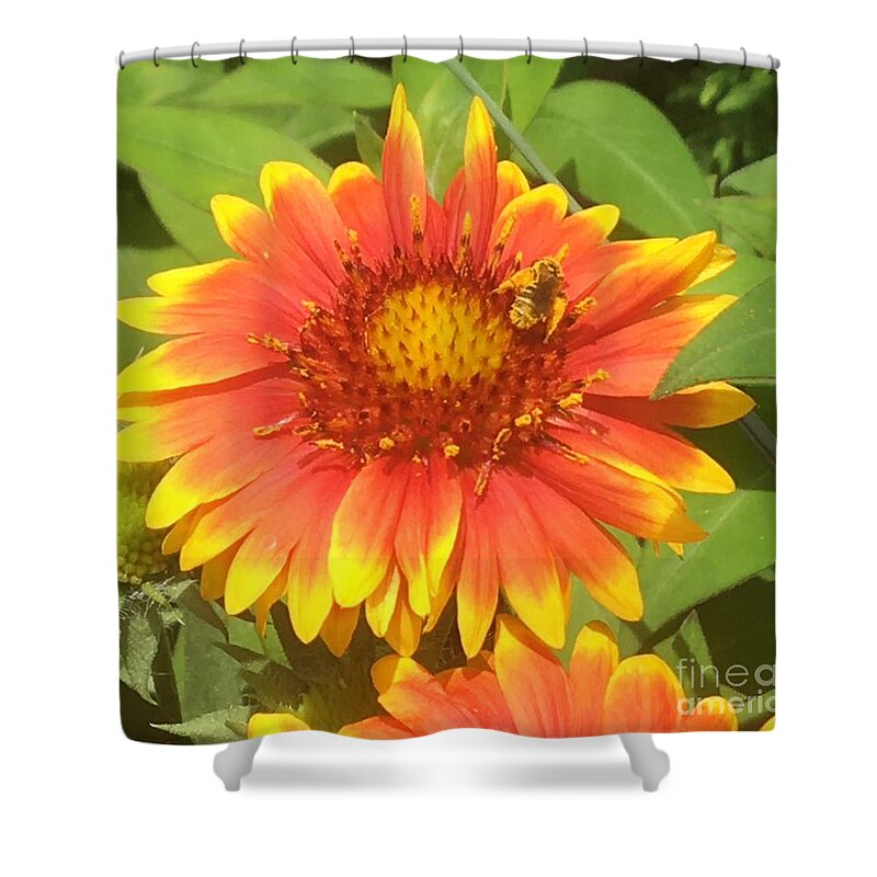 Gaillardia Flower Shower Curtain featuring the photograph Gaillardia Flower with Bee by Carmen Lam