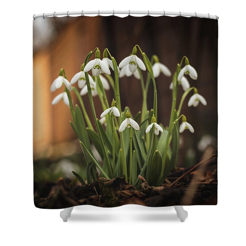 Europe Shower Curtain featuring the photograph Galanthus nivalis - spring fairytale awakening by Vaclav Sonnek