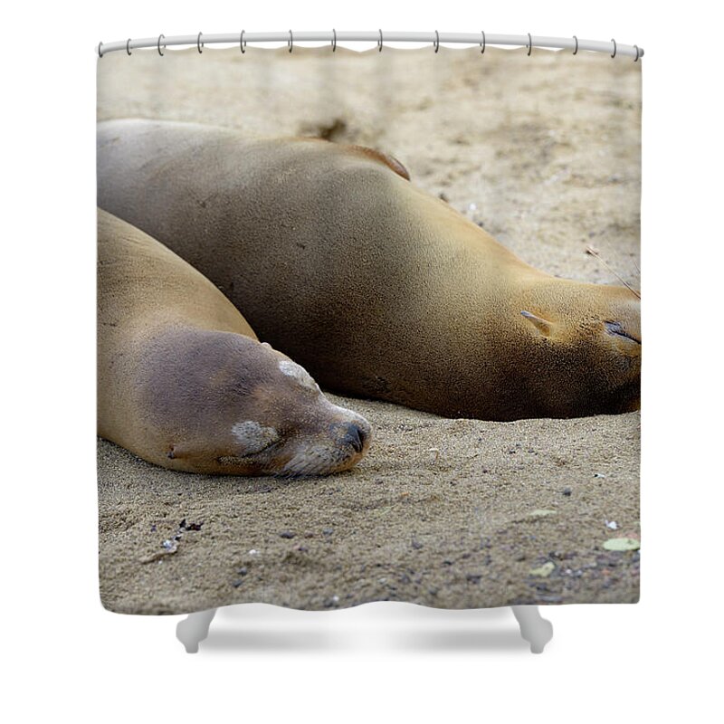Republic Of Ecuador Shower Curtain featuring the photograph Galapagos sea lion, Zalophus wollebaeki, Floreana Island, Galapagos Islands, Ecuador by Kevin Oke