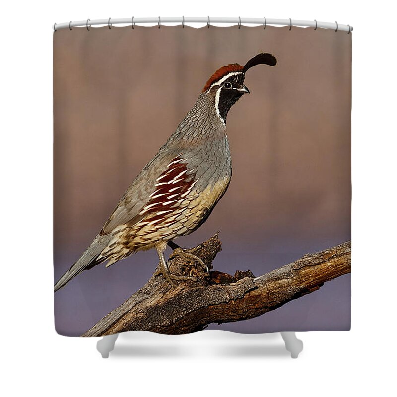 Animal Shower Curtain featuring the photograph Gambel's Quail Perched on a Branch by Jeff Goulden