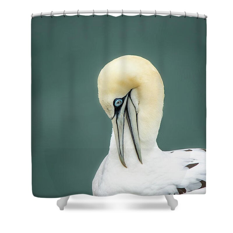 Gannet Shower Curtain featuring the photograph Gannet Looking Down by Gareth Parkes
