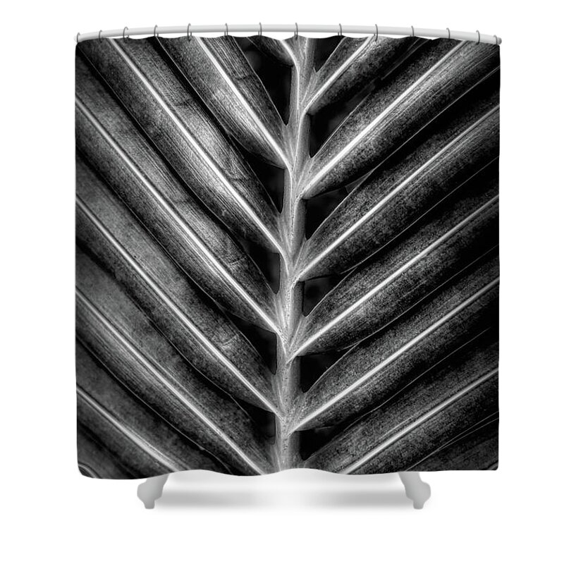 Palm Shower Curtain featuring the photograph Garden Palm Fronds Black and White by Debra and Dave Vanderlaan