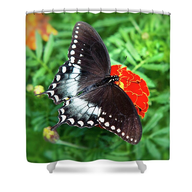 Butterfly Shower Curtain featuring the photograph Garden Spice Butterfly by Christina Rollo