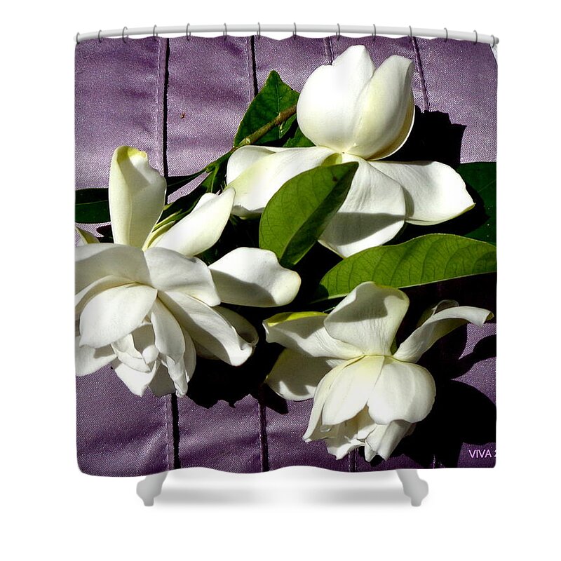 Gardenia Shower Curtain featuring the photograph Gardenia On Purple by VIVA Anderson