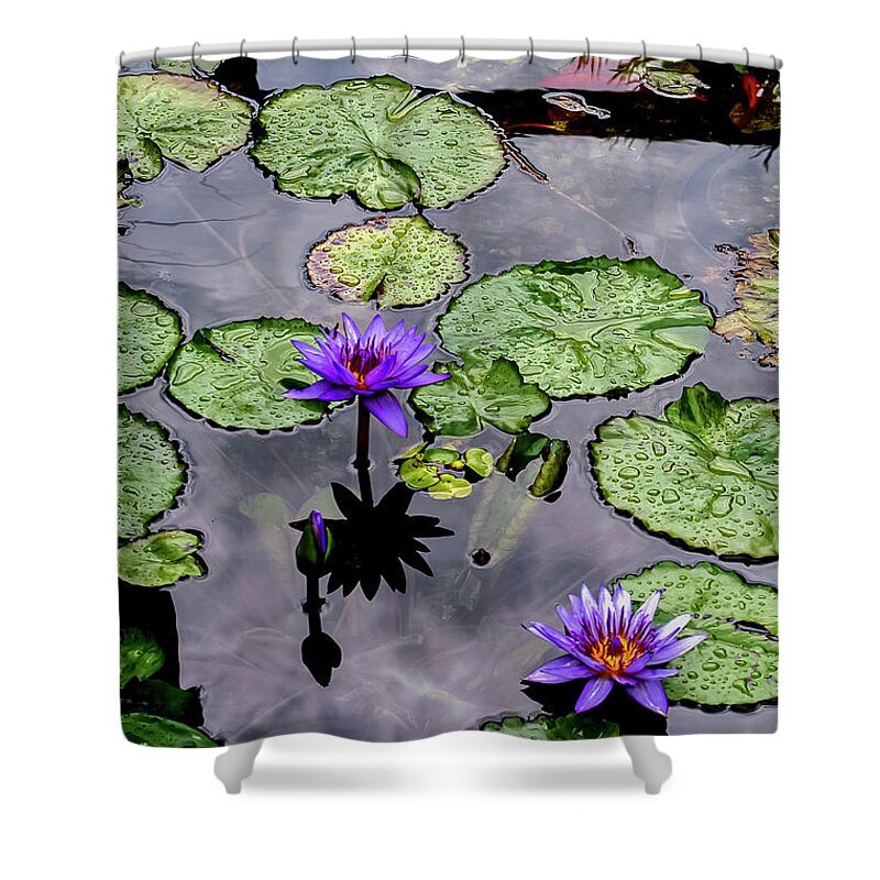 Reiman Gardens Shower Curtain featuring the photograph Gardens Purple Nymphaeaceae by Bob Phillips