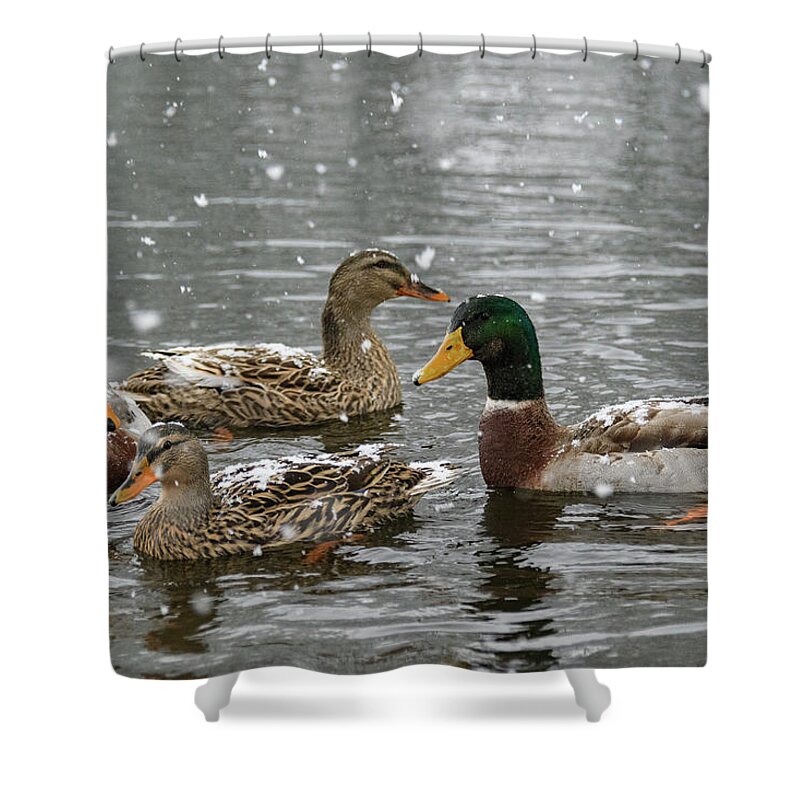 North America Shower Curtain featuring the photograph Gathering by Melissa Southern
