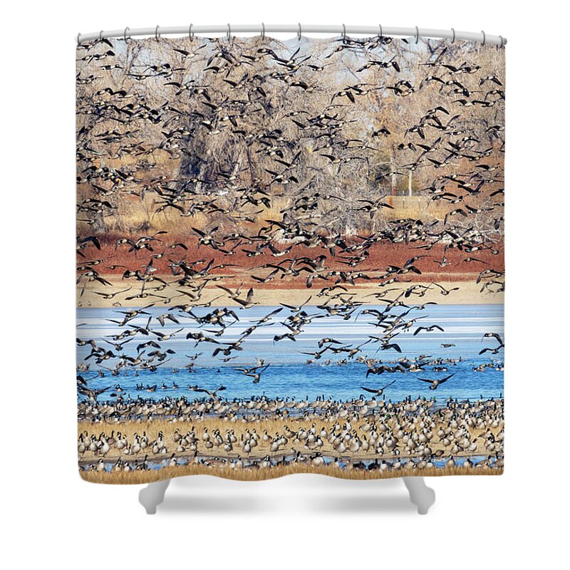 Geese Shower Curtain featuring the photograph Geese at Barr Lake by Steven Krull