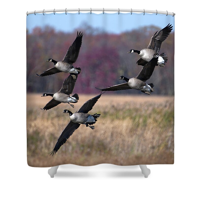 Geese Shower Curtain featuring the photograph Geese Landing by Flinn Hackett